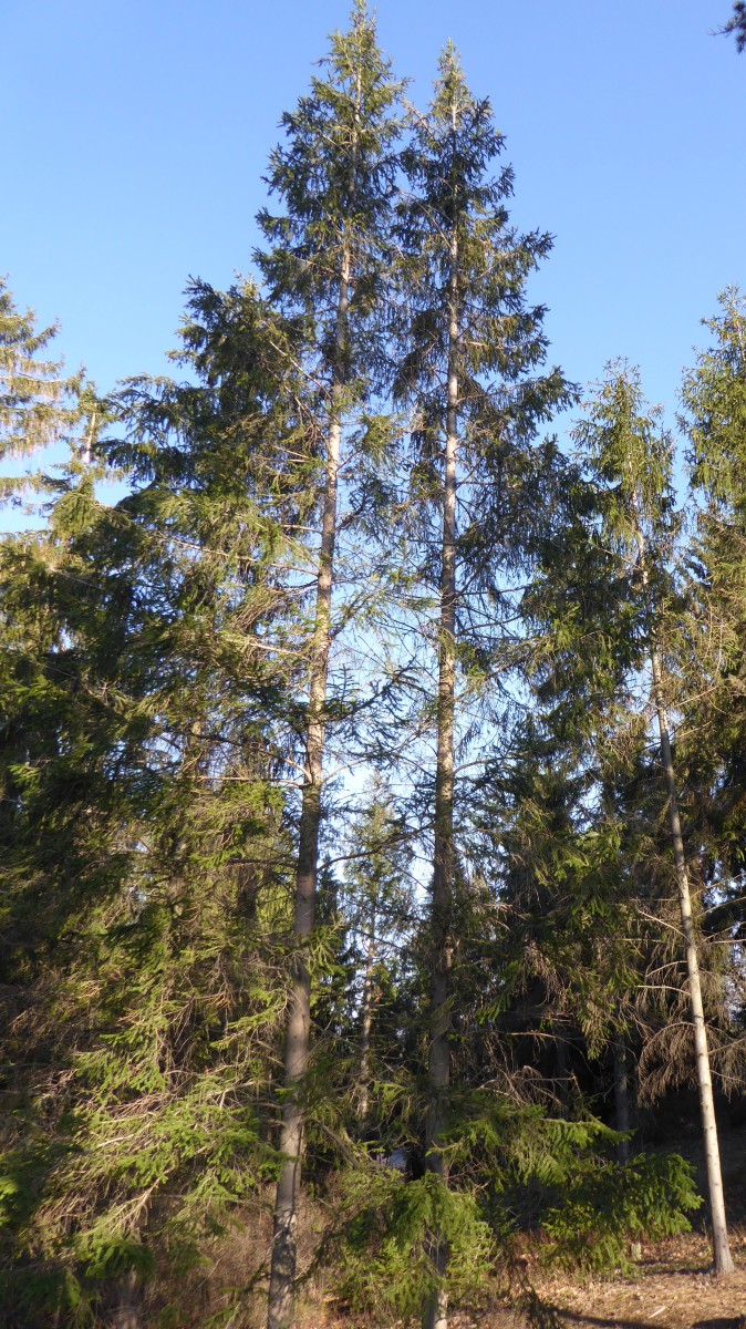 'Pyramidata' abies Picea