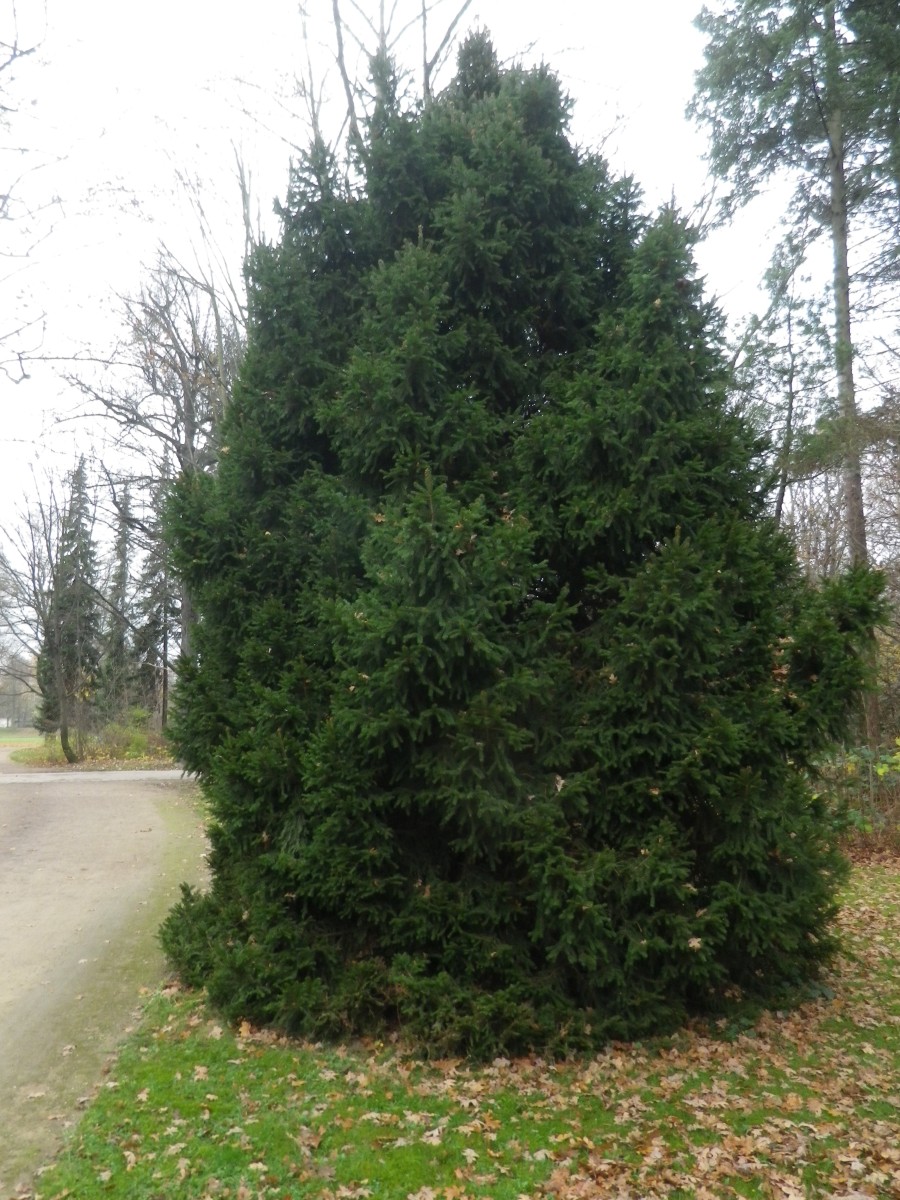 'Remontii' abies Picea