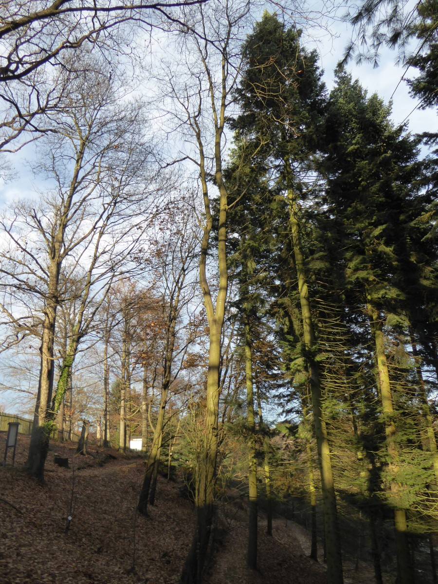 emarginata Prunus var. mollis