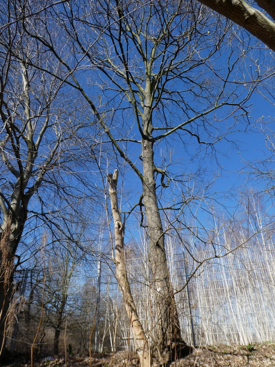 Acer heldreichii subsp. trautvetteri