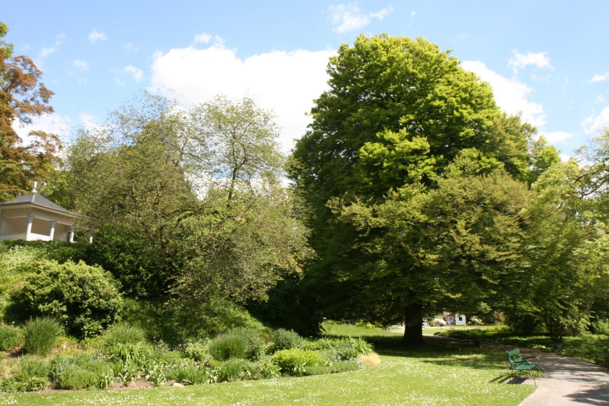 'Asplenifolia' Fagus sylvatica