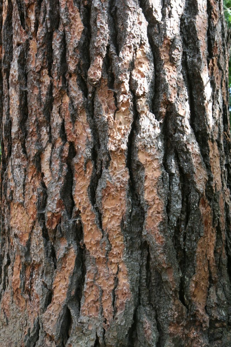 jeffreyi Pinus