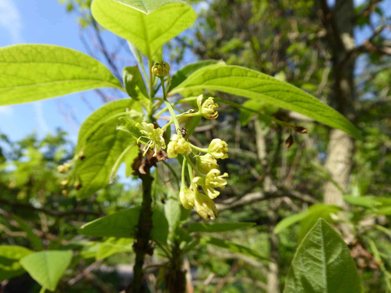 albidum Sassafras