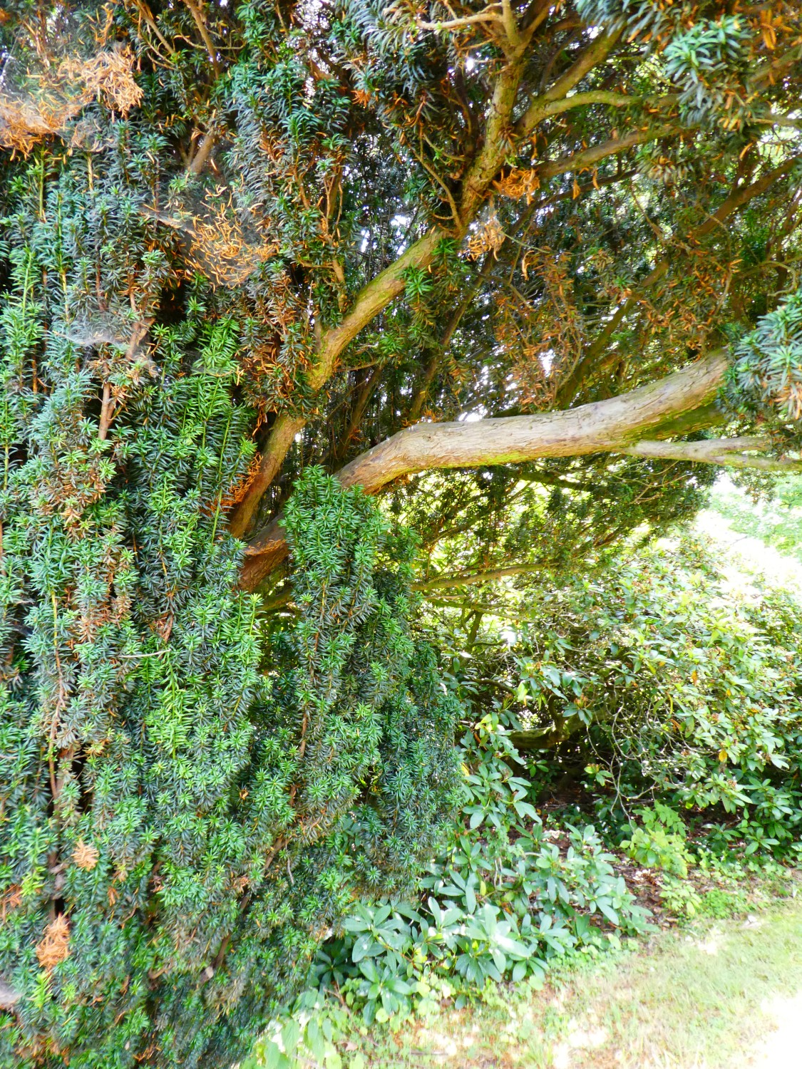 'Fastigiata' baccata Taxus