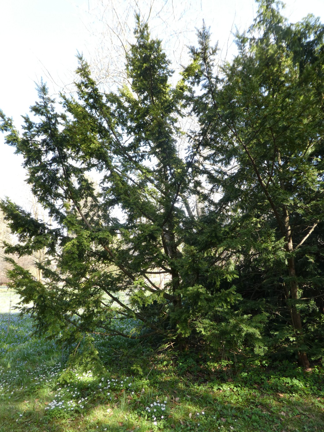 cuspidata Taxus