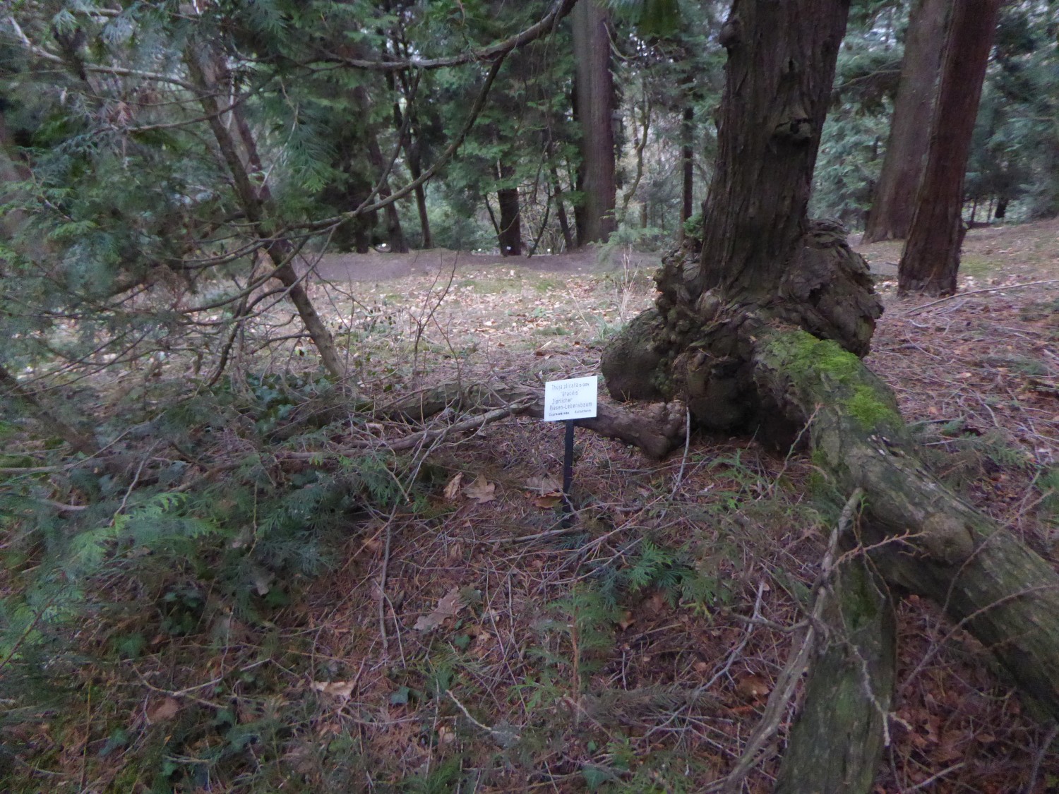 'Gracilis' plicata Thuja