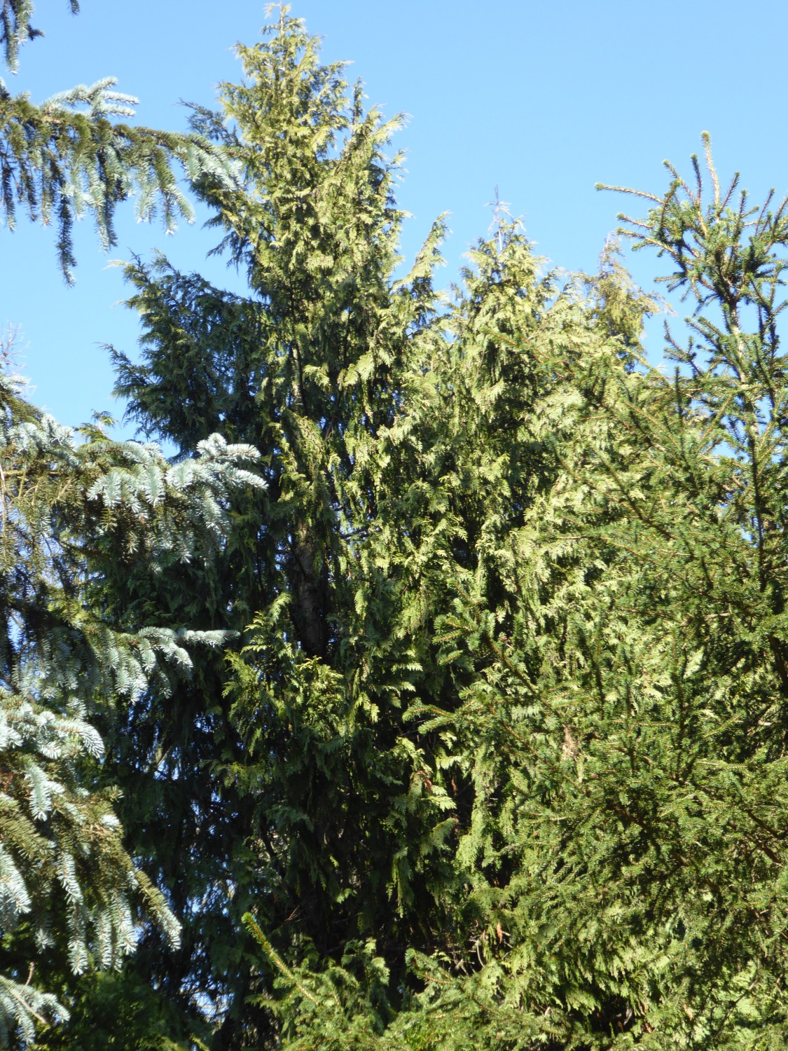 'Aurea' Cupressus nootkatensis