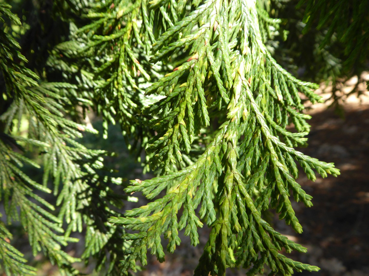 Xanthocyparis nootkatensis 'Aurea' - Tharandt - 2017