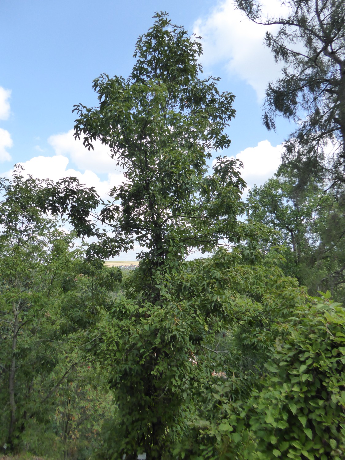 Acer heldreichii subsp. heldreichii