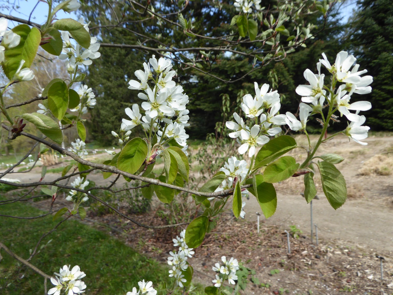 Amelanchier asiatica  - Dresden - 2019