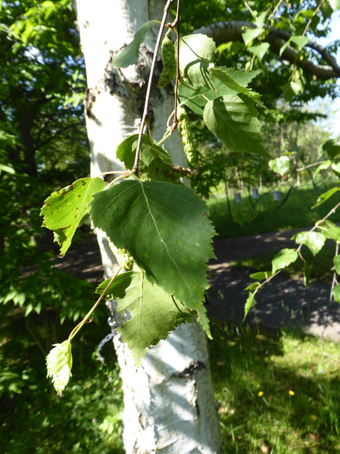 Betula platyphylla var. japonica - Dresden - 2019