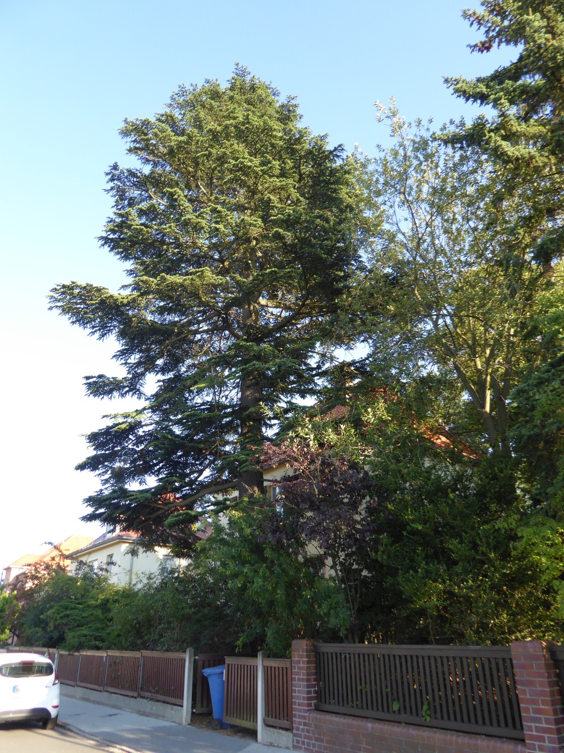 Cedrus libani  - Dresden - 2019