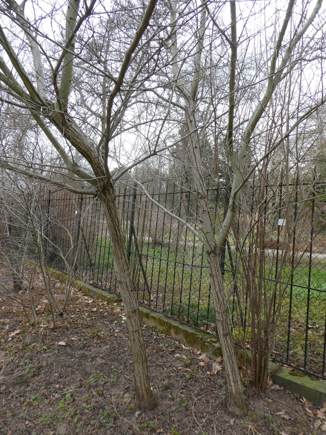 calpodendron Crataegus