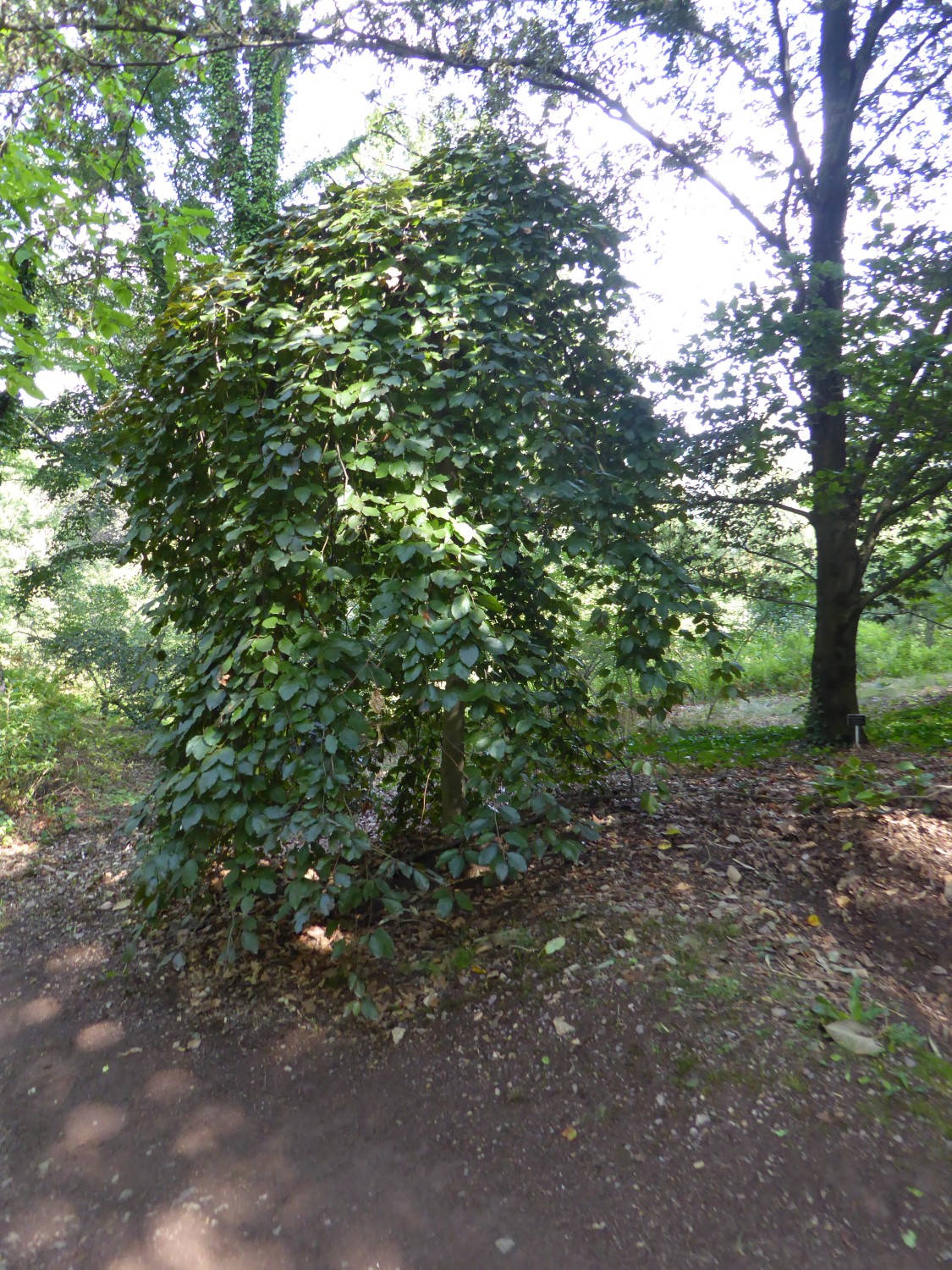 'Purpurea Pendula' Fagus sylvatica