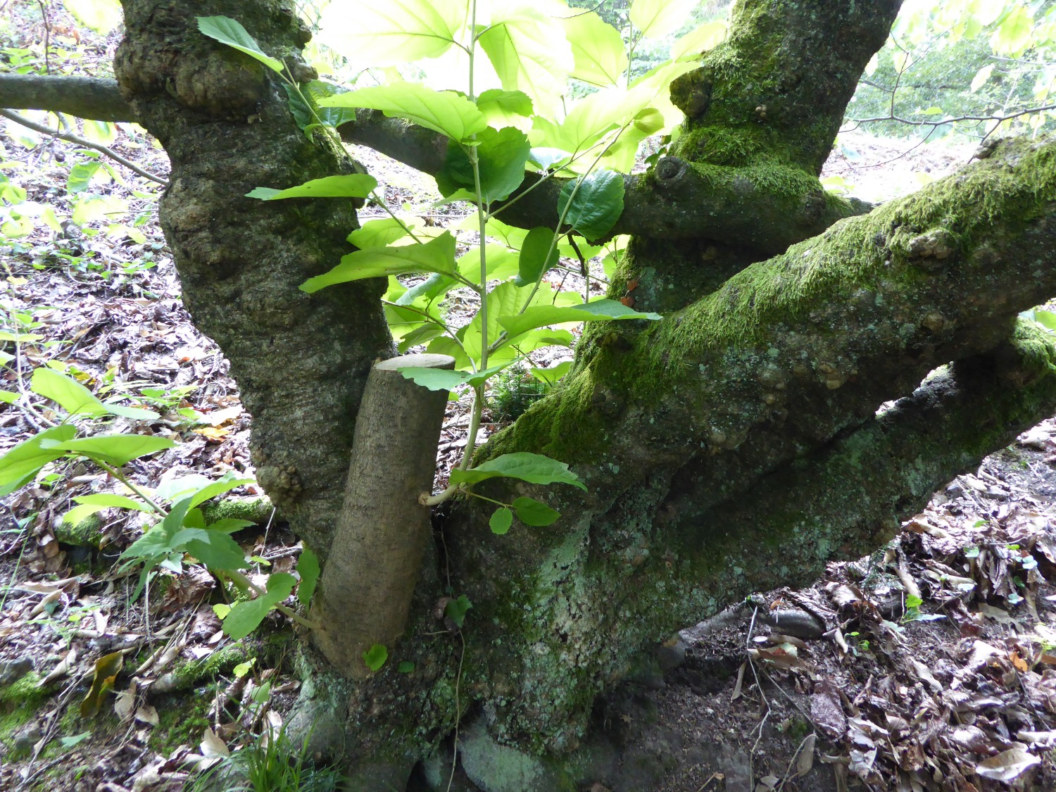 Hamamelis virginiana