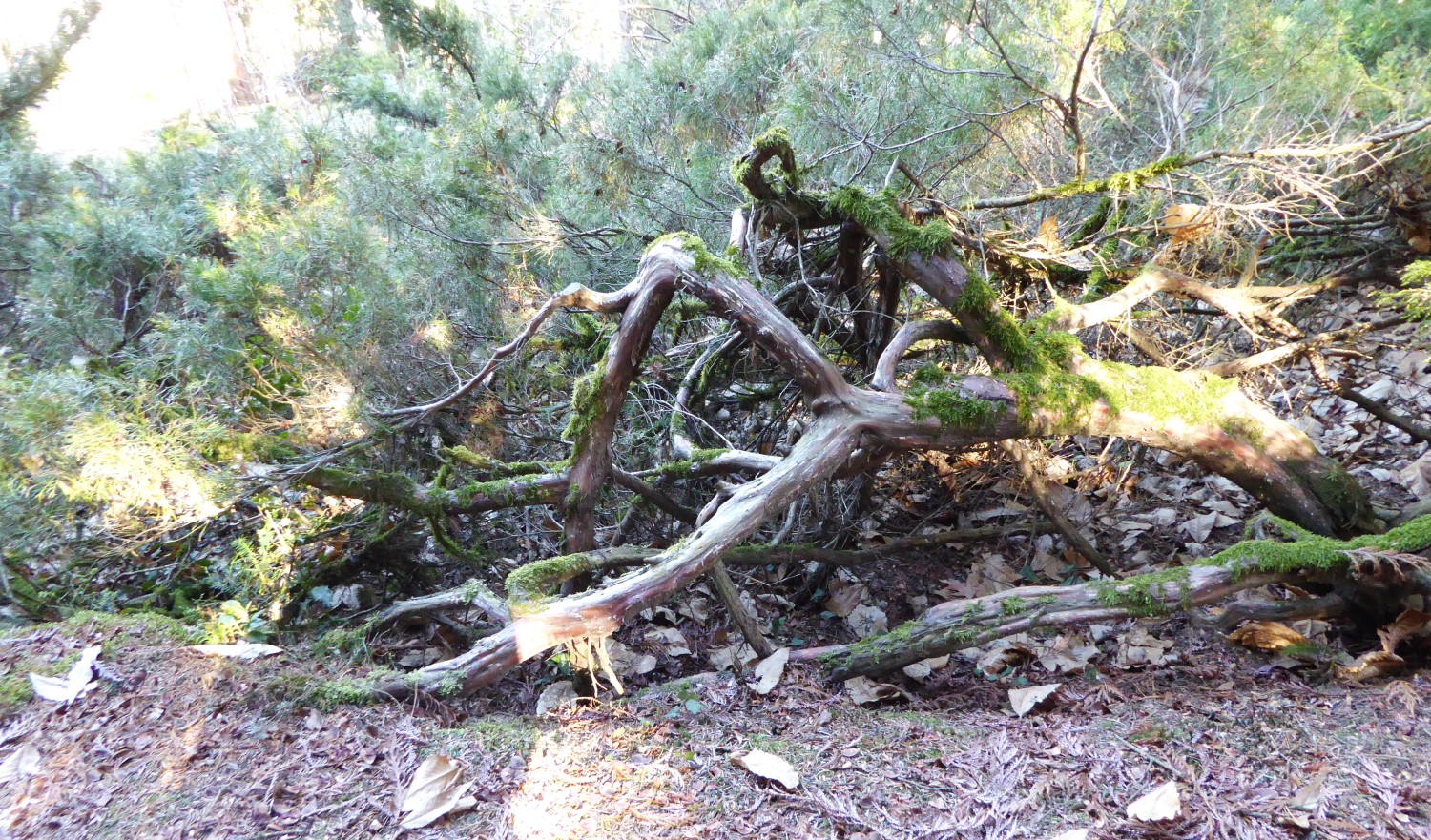 'Cupressifolia' Juniperus sabina
