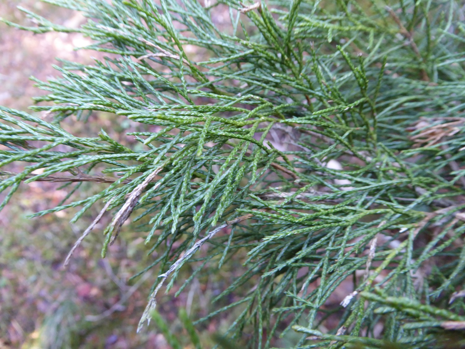 Juniperus sabina 'Cupressifolia' - Tharandt - 2019