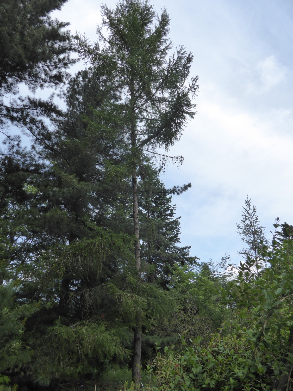 gmelinii Larix subsp. principis-ruprechtii