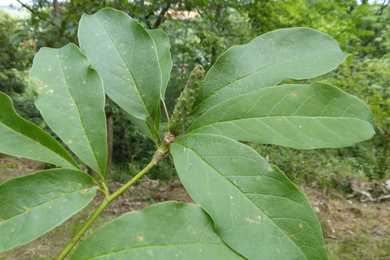 Magnolia salicifolia
