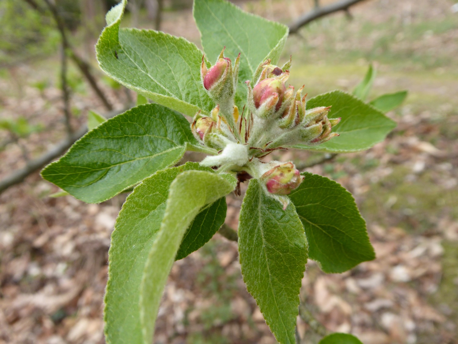 Malus sieversii  - Tharandt - 2019