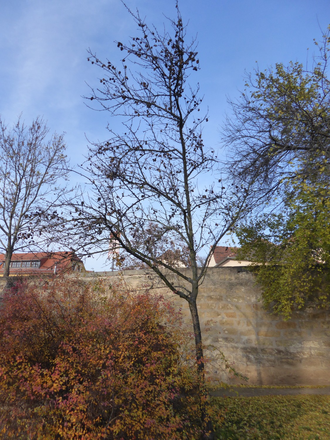 'Pollardii' × amygdalo-persica Prunus