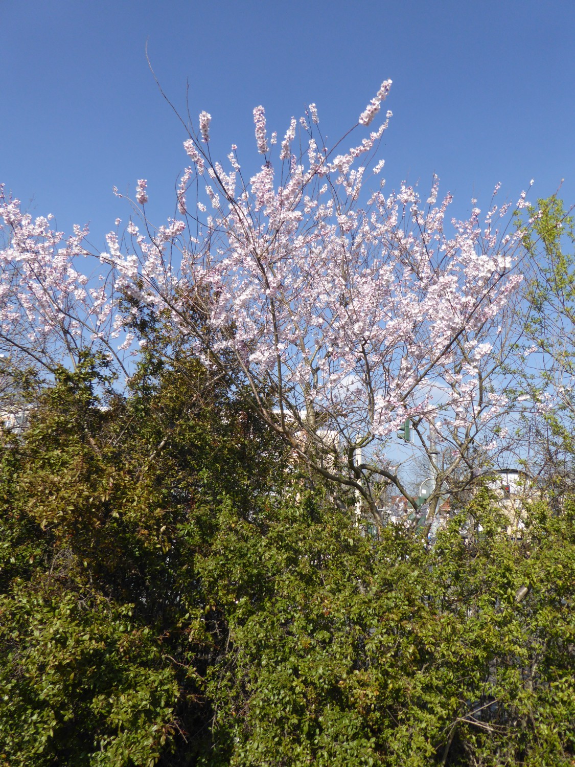 pendula Prunus var. ascendens