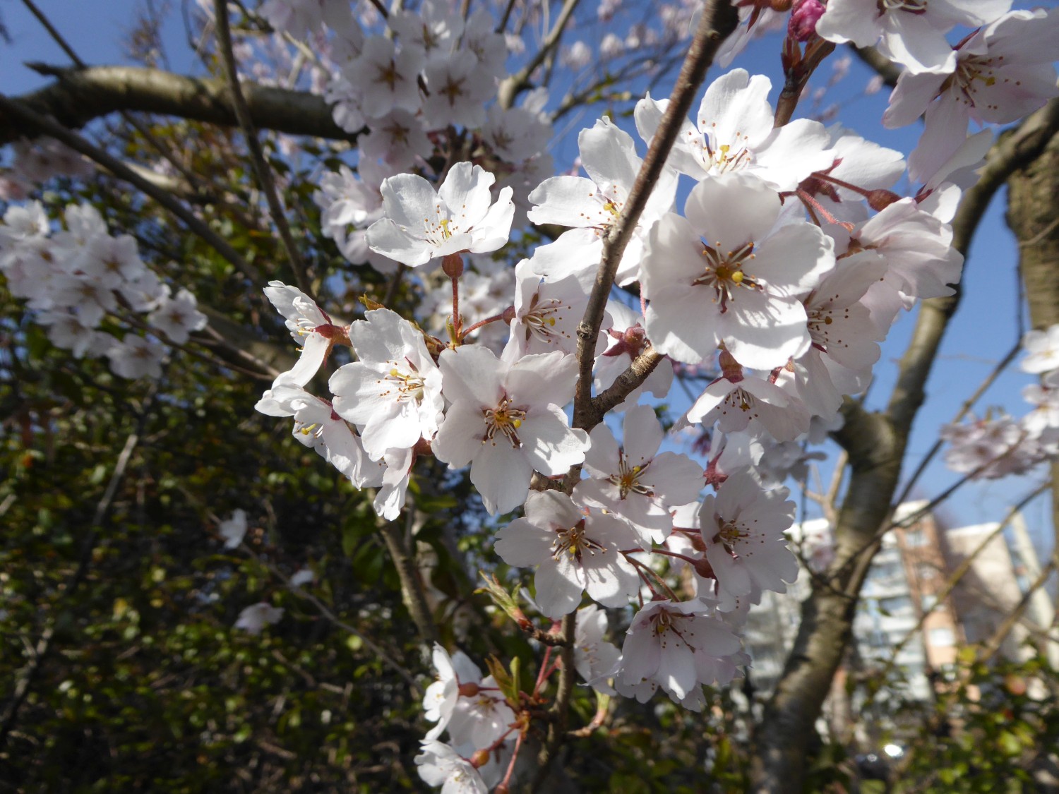 Prunus pendula var. ascendens - Dresden - 2019