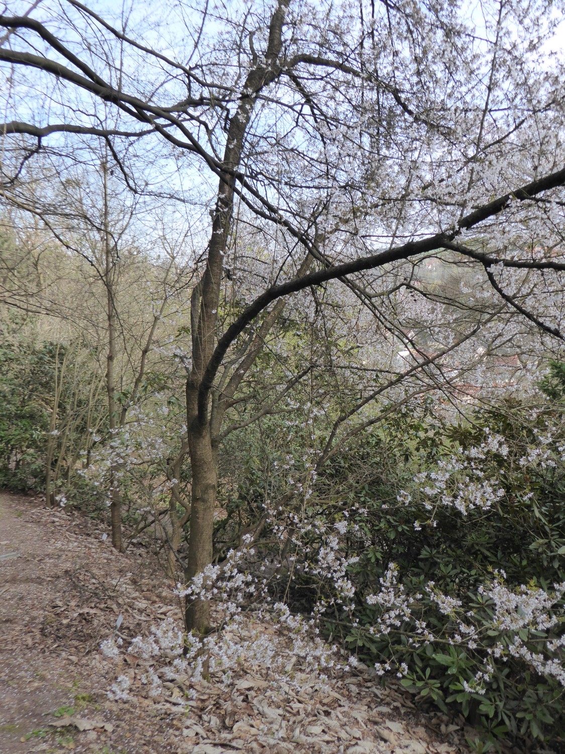 × subhirtella Prunus