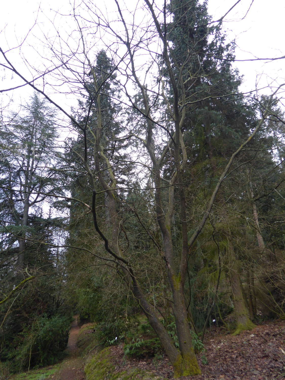 amurensis Maackia var. buergerianum