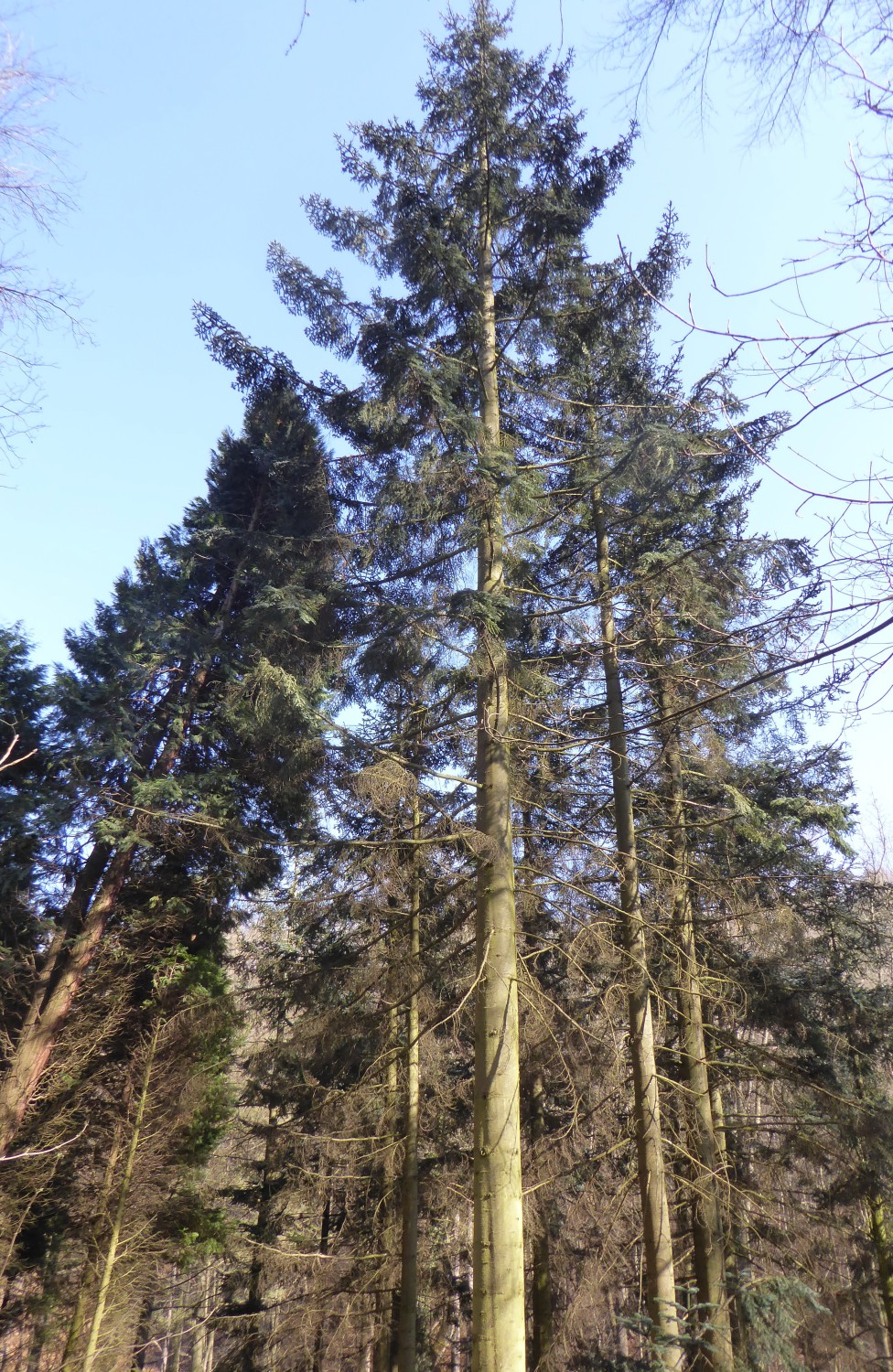 Abies procera
