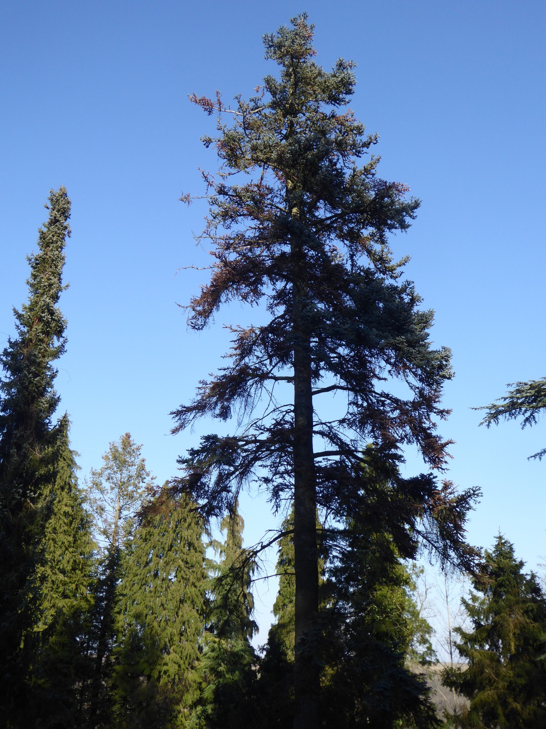 'Glauca' Abies procera