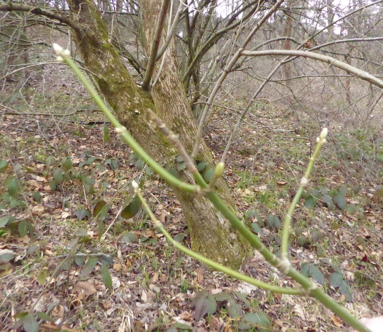 'Auratum' Acer negundo