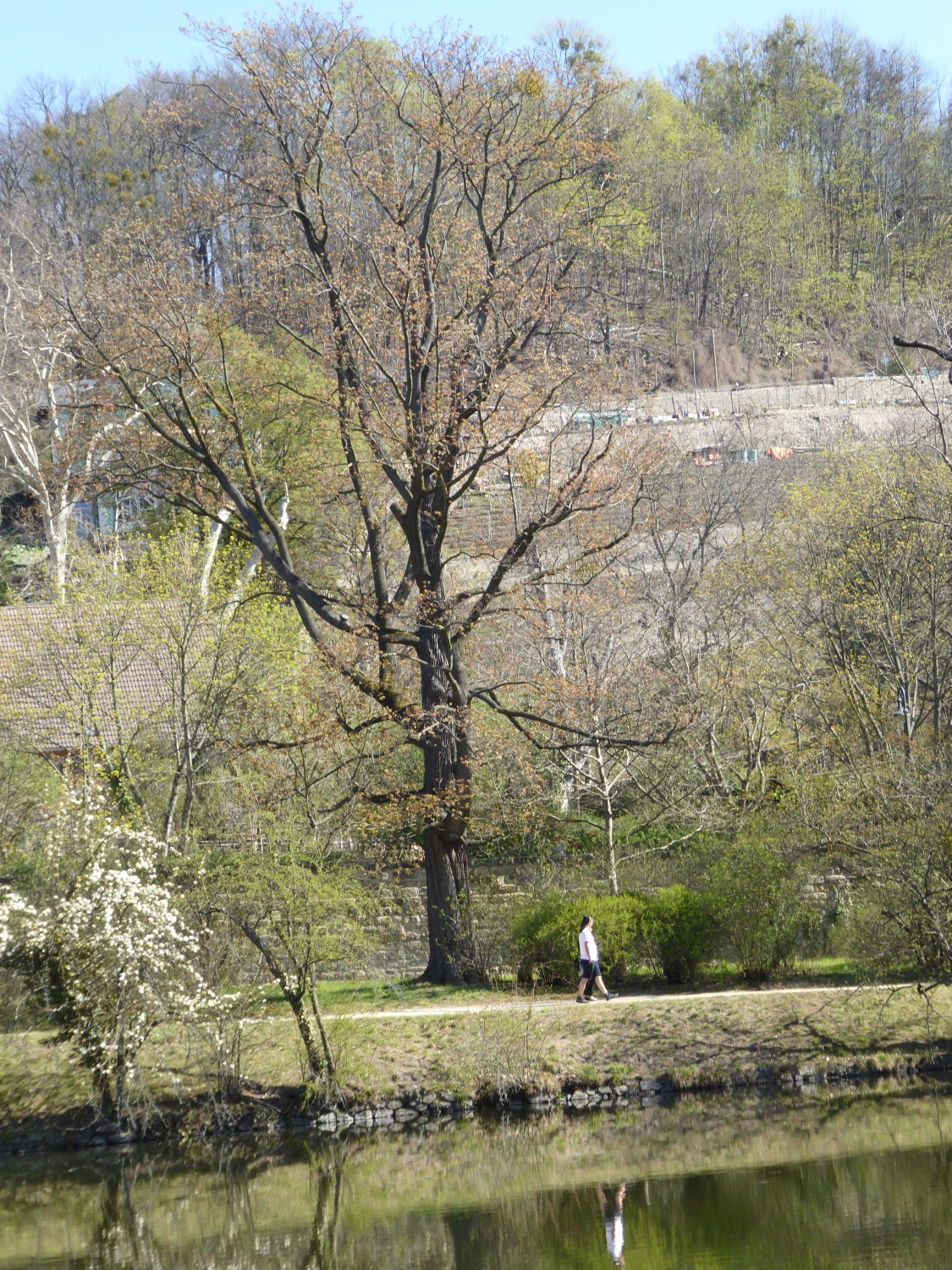 'Schwedleri' Acer platanoides