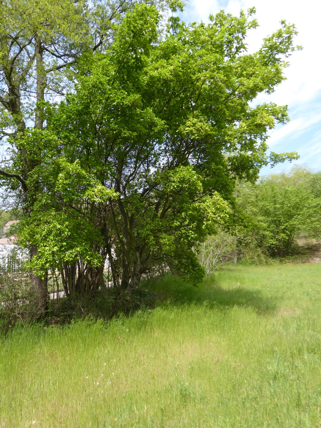 'Aureo-Variegatum' Acer tataricum