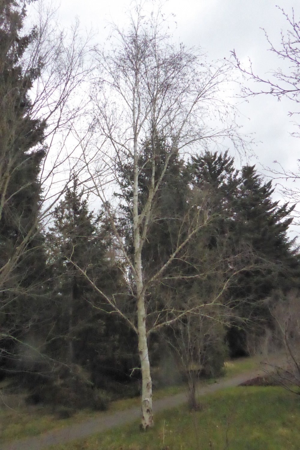 Betula subsp. jacquemontii utilis