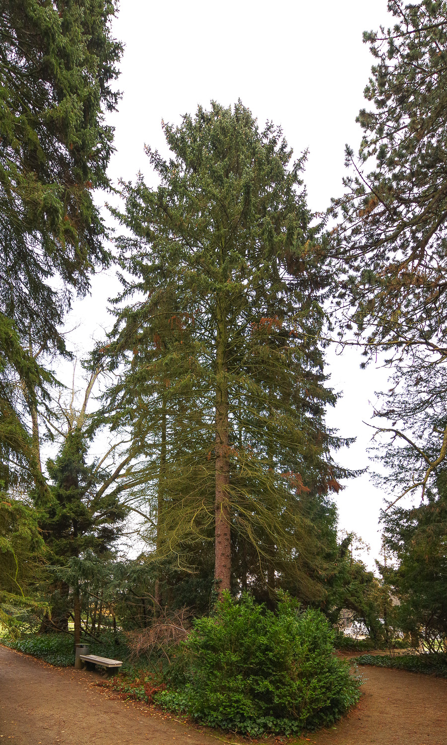 Picea pungens - Potsdam - Jan. 2021