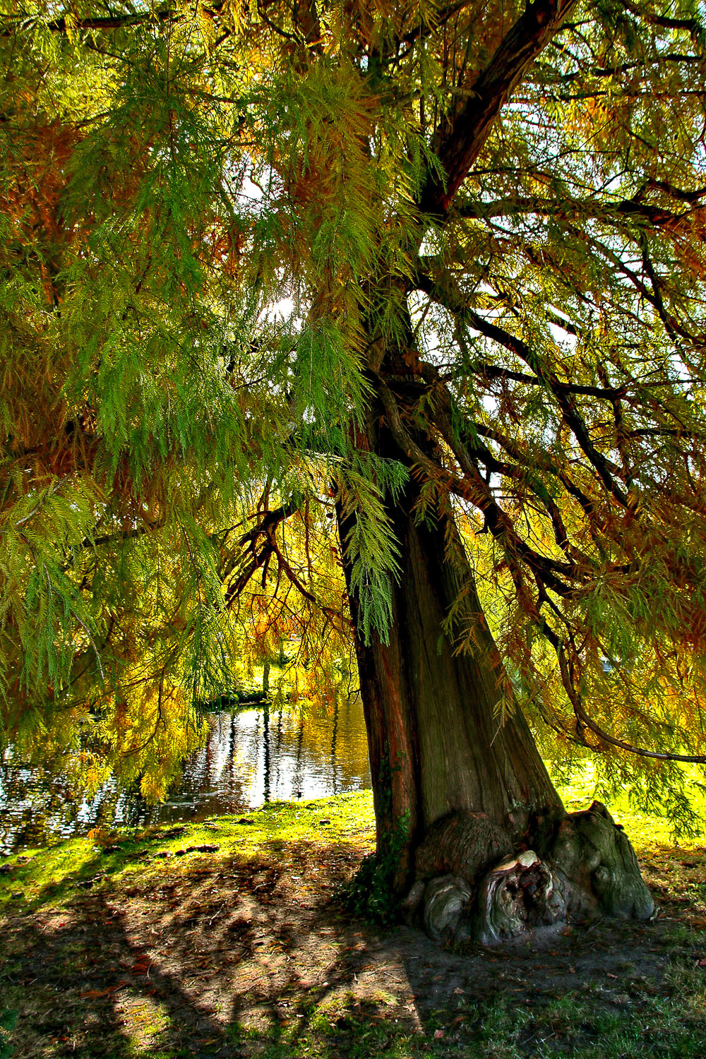 'Pendulum' distichum Taxodium