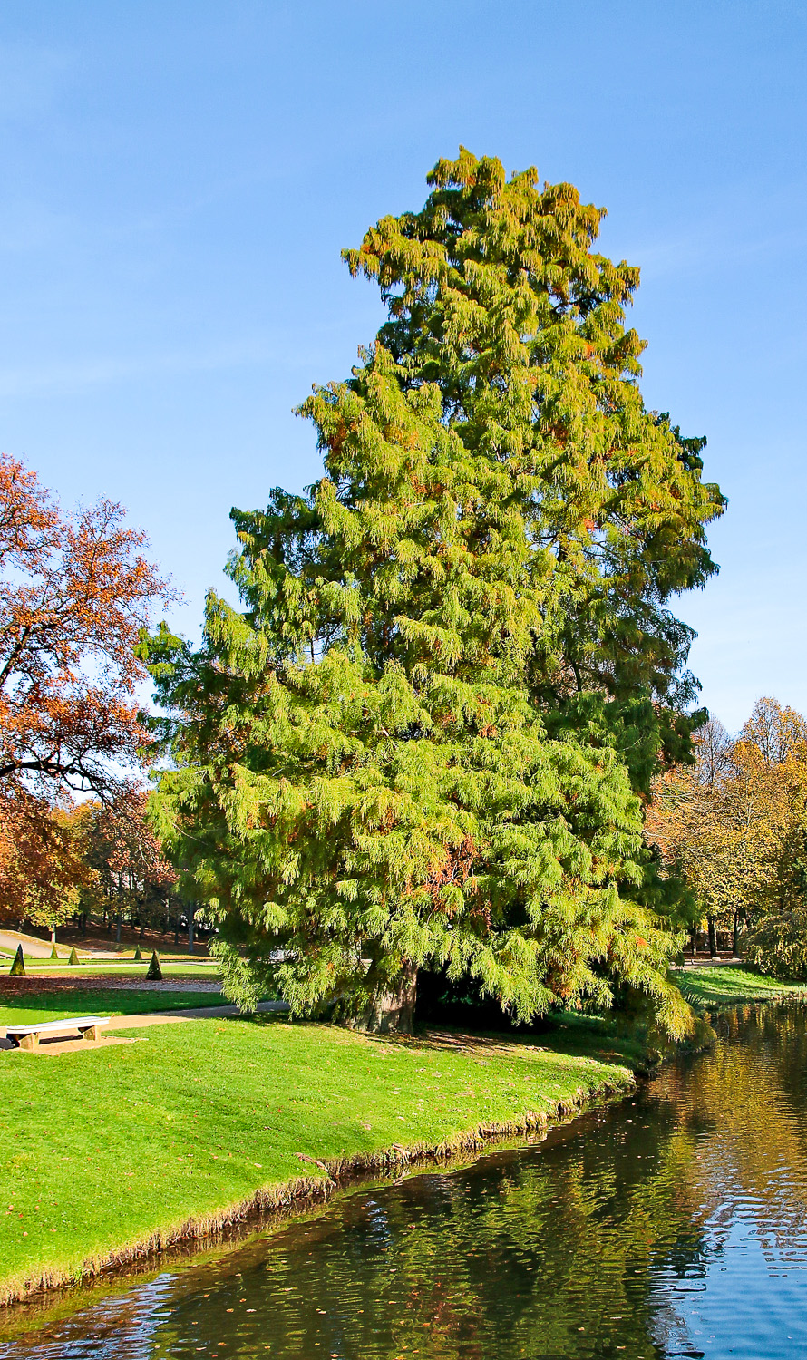 Taxodium distichum 'Pendulum' - Potsdam - März 2021