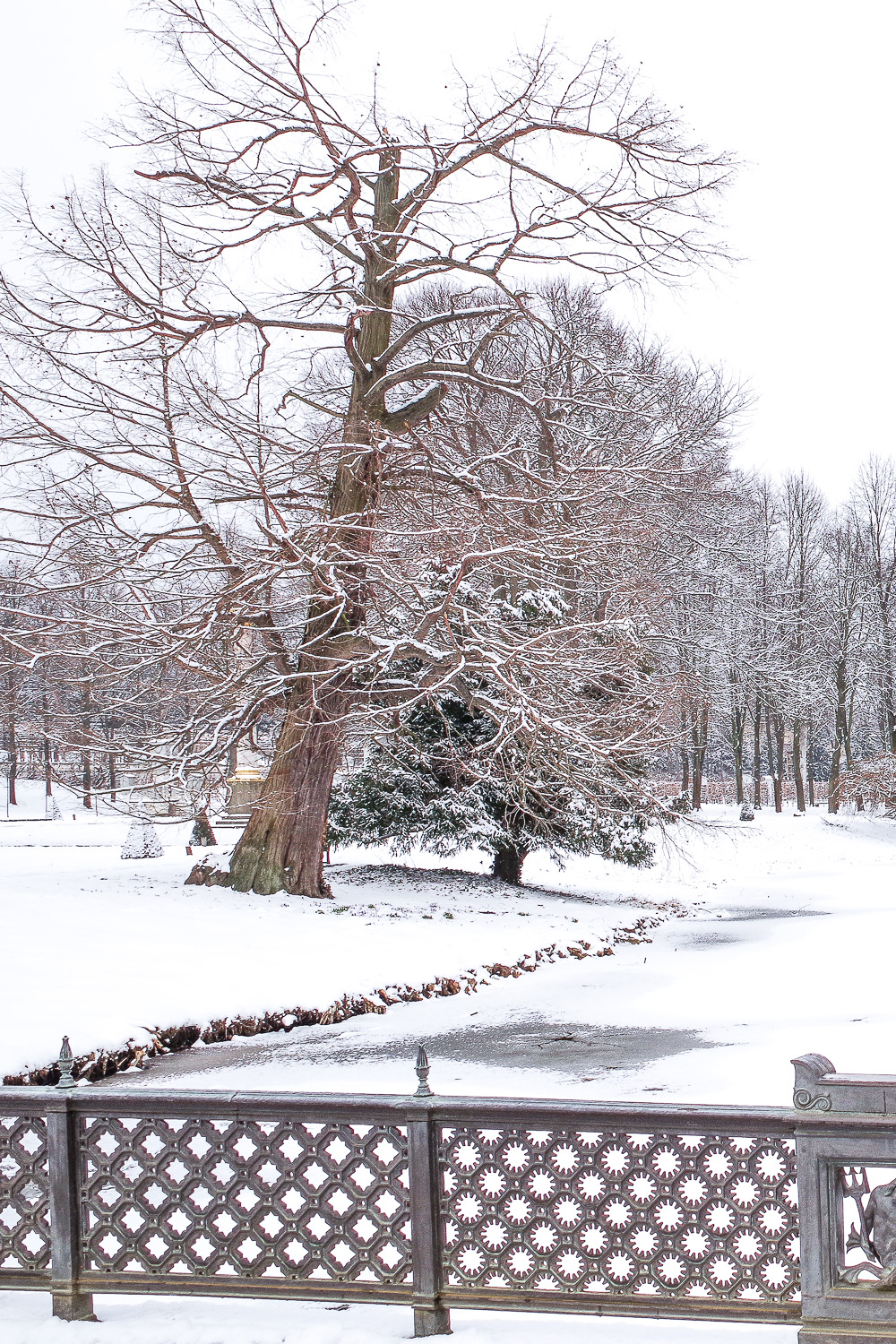 Taxodium distichum 'Pendulum' - Potsdam - März 2021