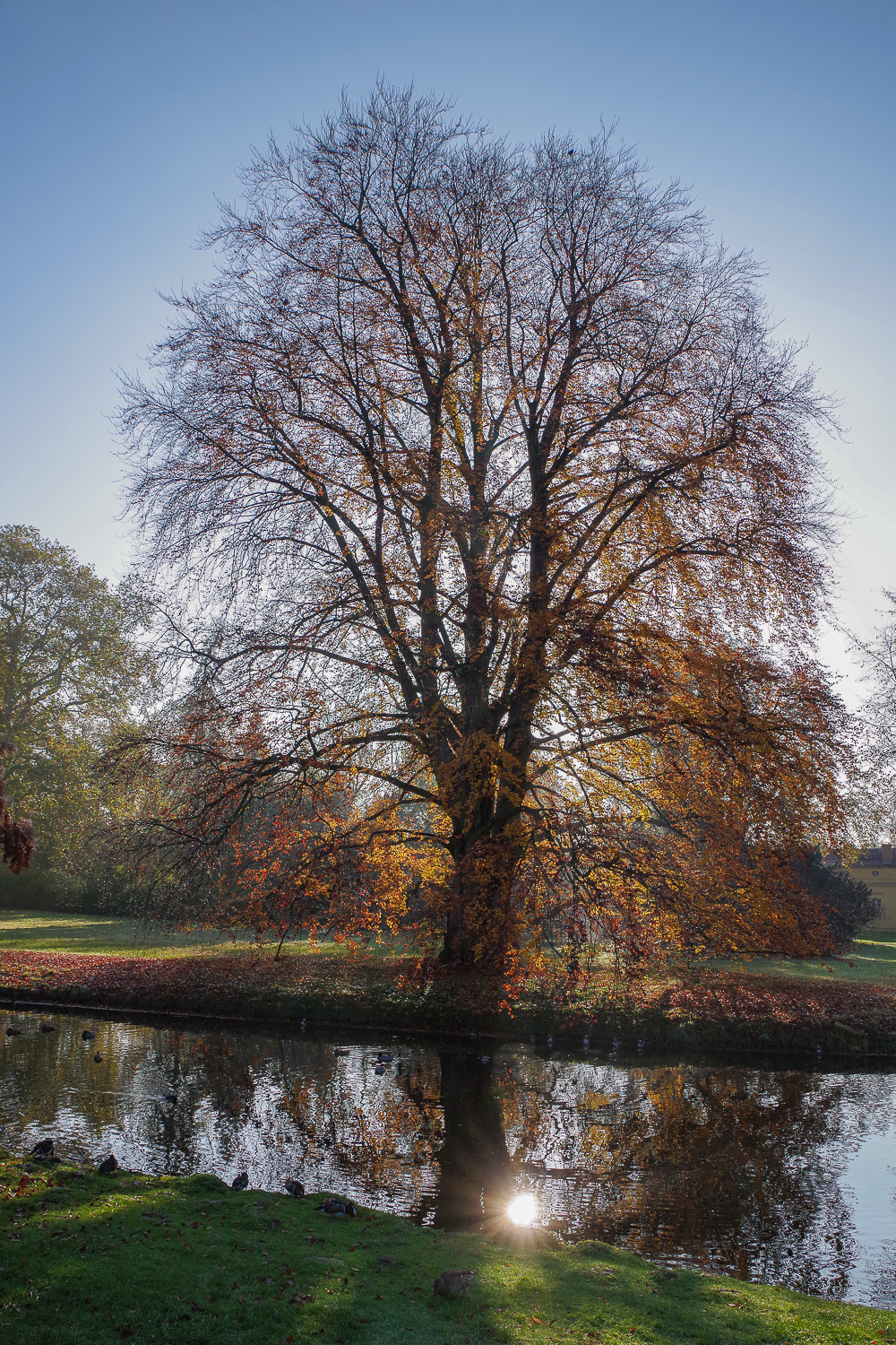 Blut-Buche - Potsdam - Mai 2018