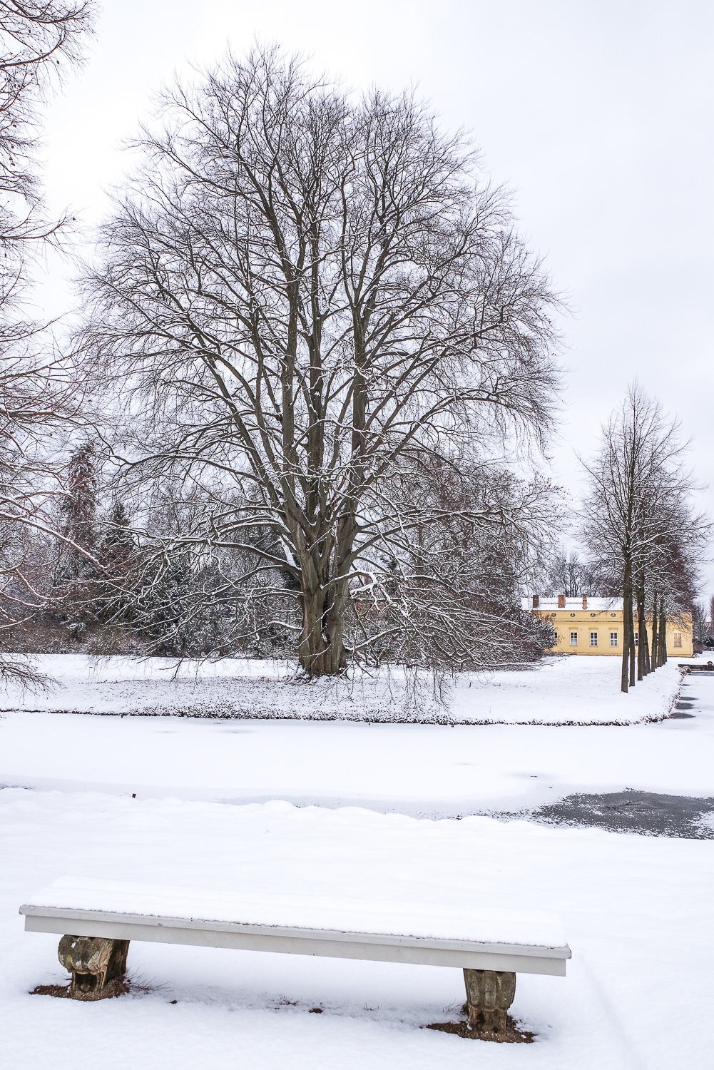 Blut-Buche - Potsdam - März 2018