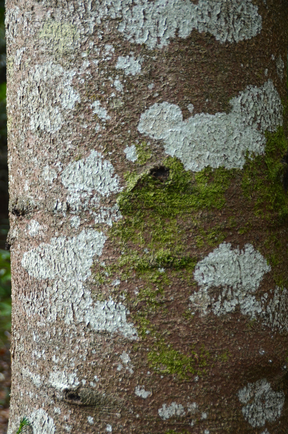'Glauca' Abies pinsapo