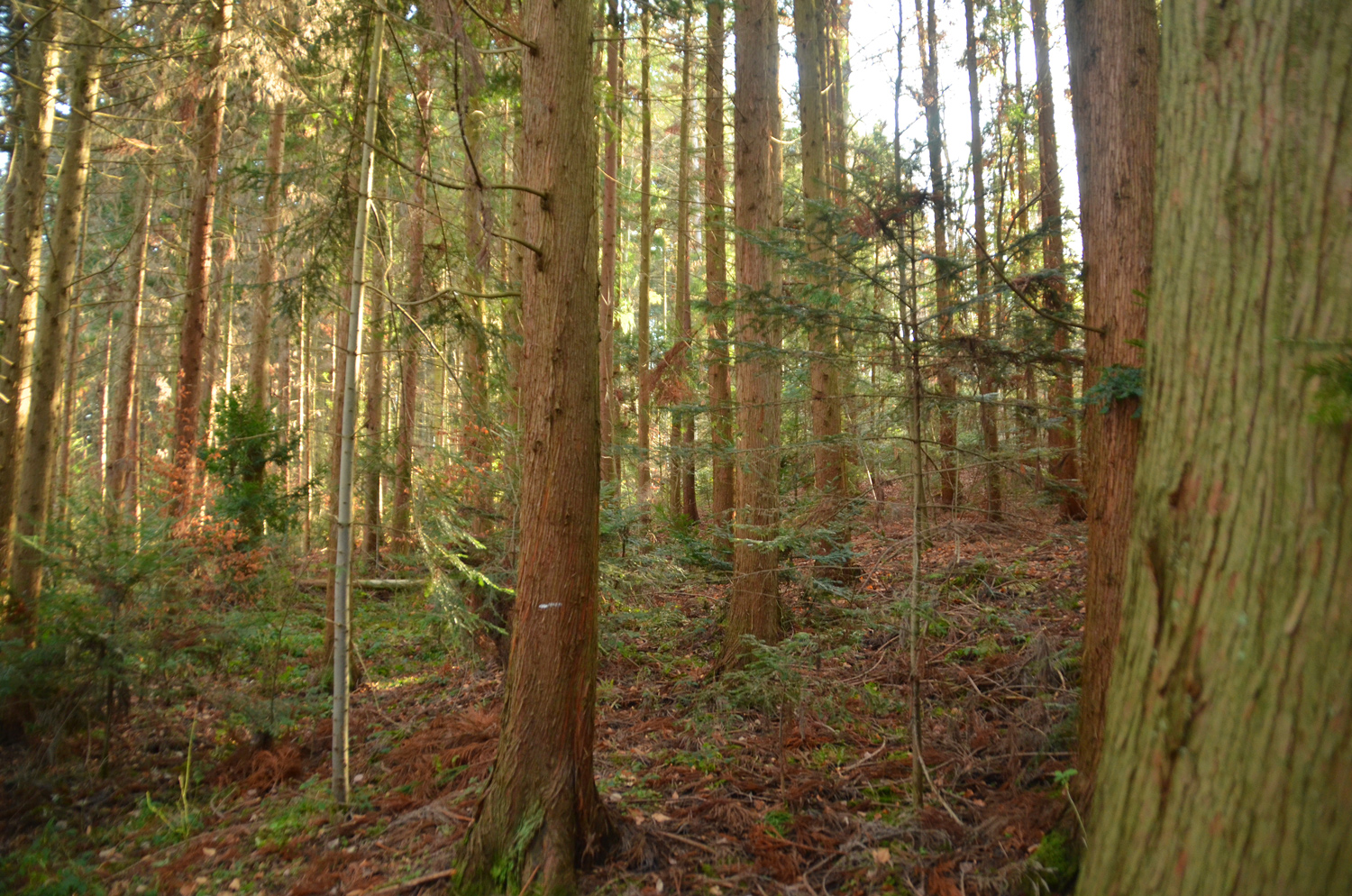 Cryptomeria japonica