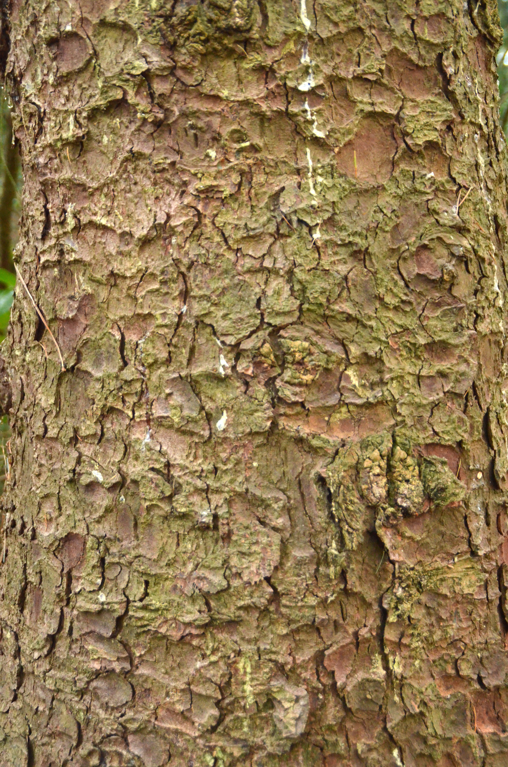 Picea sitchensis - Metzingen - Januar 2023