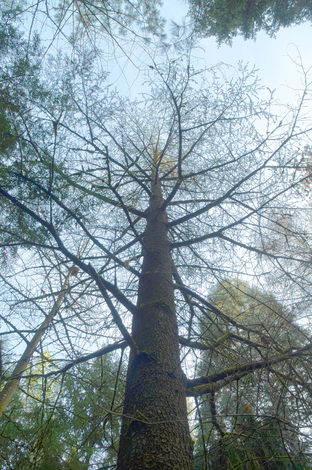 koraiensis Pinus