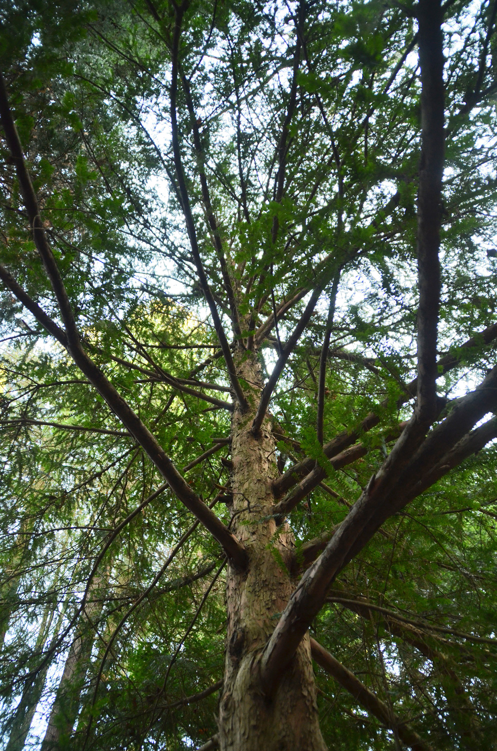 cuspidata Taxus