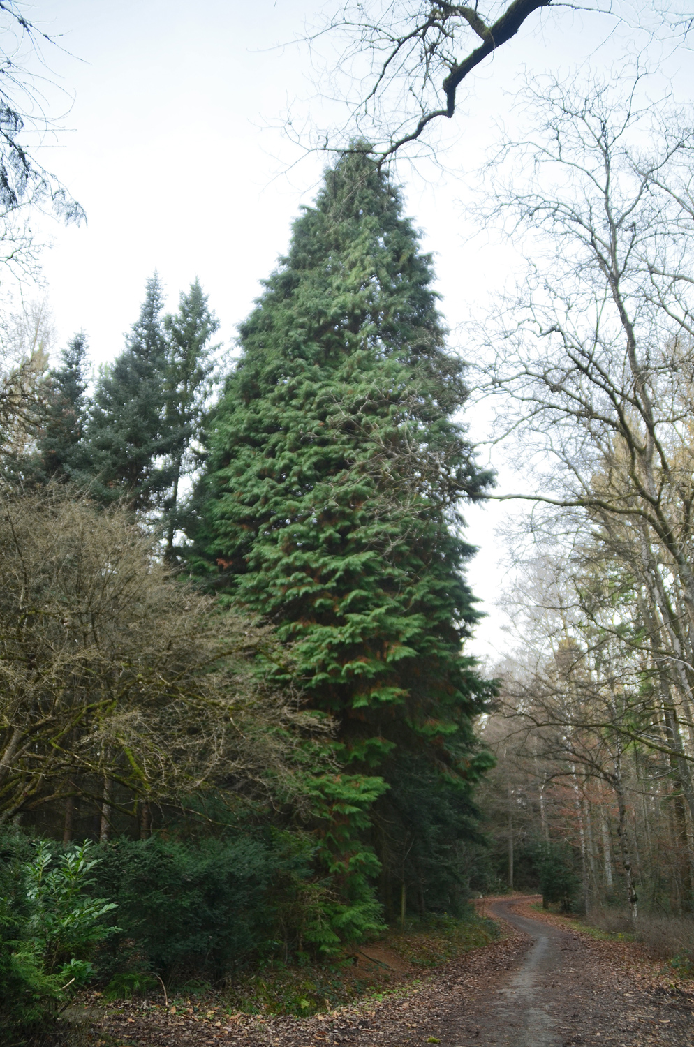 'White Spot' Chamaecyparis lawsoniana