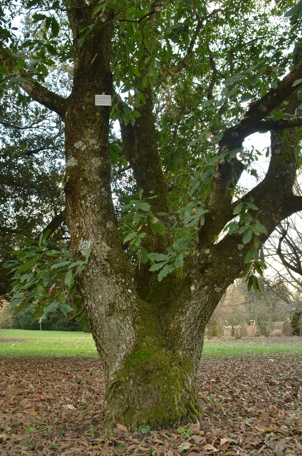 'Pseudoturneri' × turneri Quercus