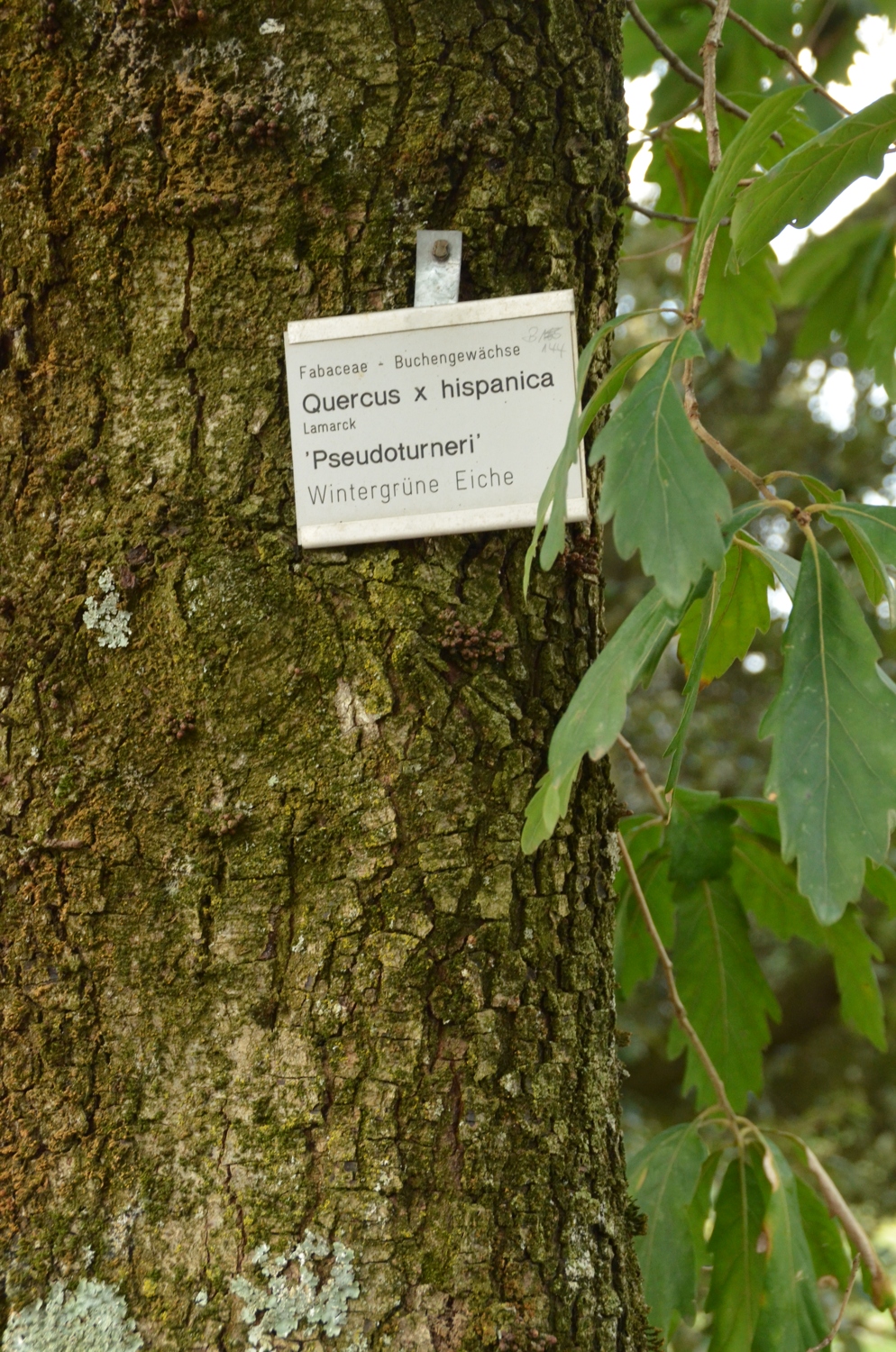 Quercus × turneri 'Pseudoturneri' - Exotengarten - Febr. 2021