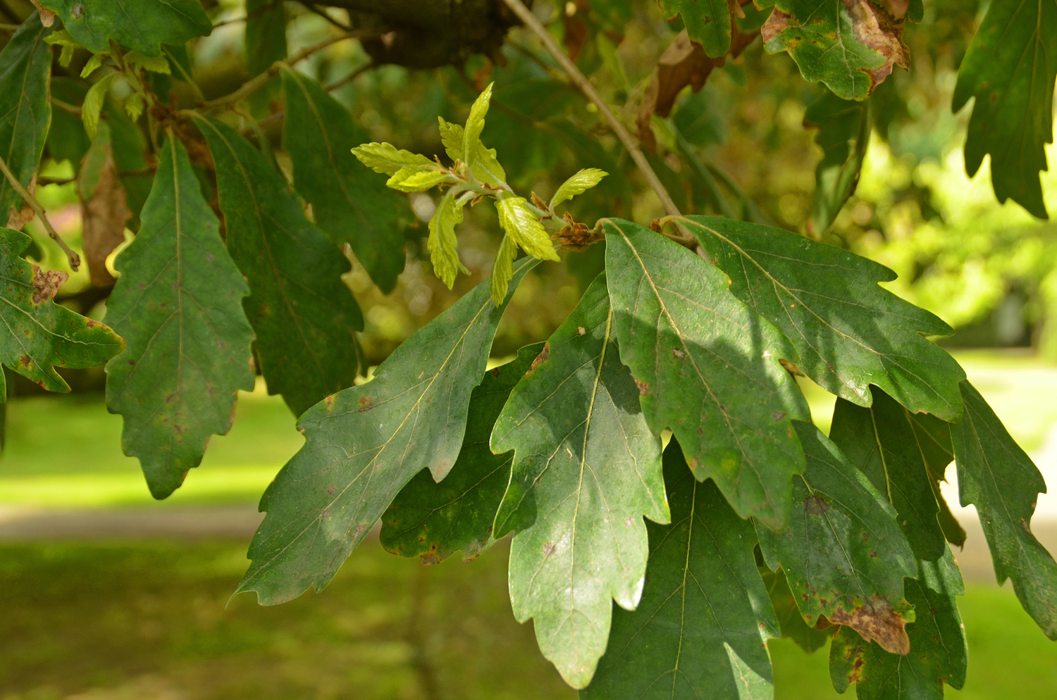 Quercus × turneri 'Pseudoturneri' - Exotengarten - Febr. 2021